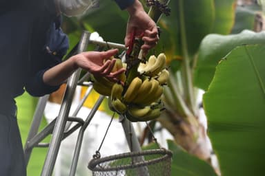 完熟したバナナを1本1本手で収穫