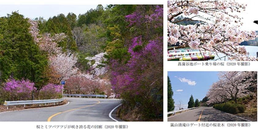 嵐山‐高雄パークウエイは、
まもなく桜とミツバツツジが満開を迎えます
＝ 満開予想は3月下旬～4月上旬頃です ＝