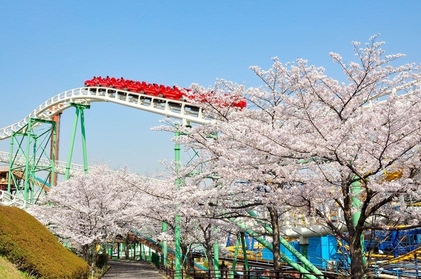 ひらかたパーク　桜300本まもなく見ごろ
アトラクションからの“お花見”をご堪能あれ