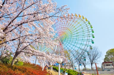 観覧車「スカイウォーカー」と桜