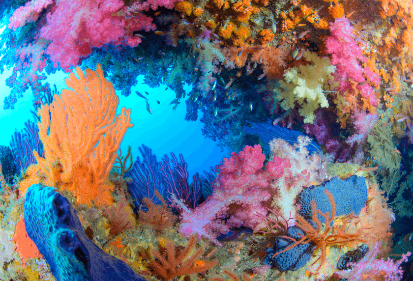 西伊豆の海の美しさを伝える水中写真展
「piece of colors ～駿河湾の夢幻の色を探す旅～」　
三島スカイウォークにて4/7(水)～5/30(日)開催