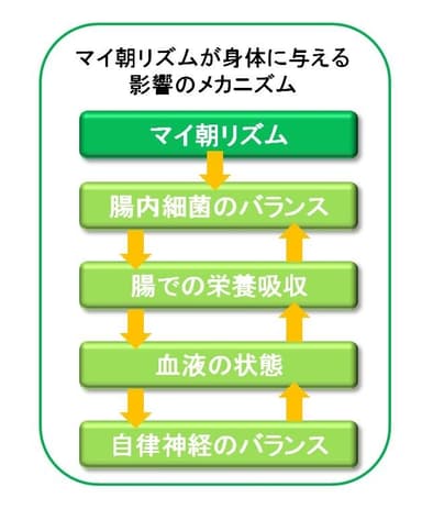 「マイ朝リズム」が身体に与える影響のメカニズム