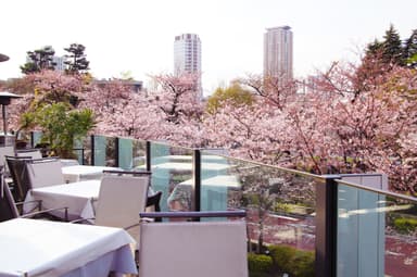 HAL YAMASHITA 東京 桜(昼)