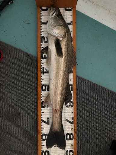 釣果の一部(2)