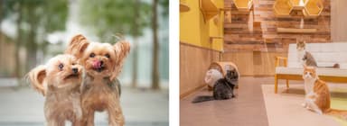 パートナードッグ(左)とパートナーキャット(右)のイメージ