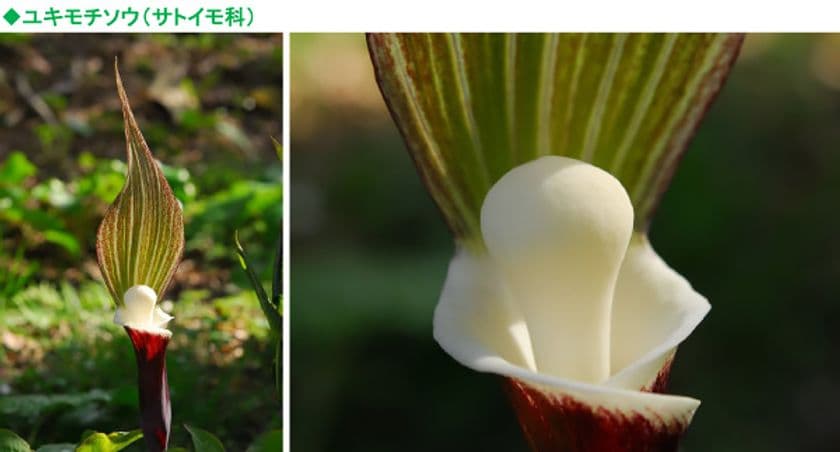 六甲高山植物園 ユニークな姿の人気者
珍奇植物「ユキモチソウ」が見頃です！