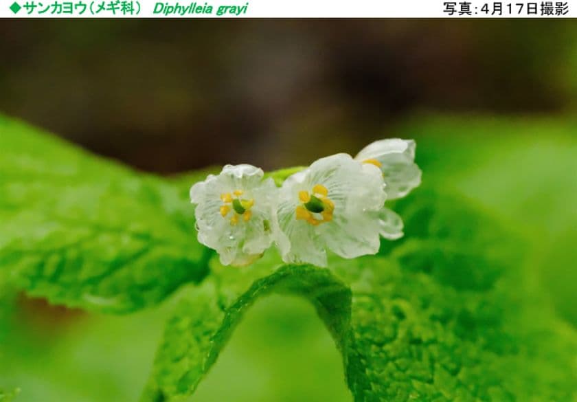 六甲高山植物園 雨に濡れると透ける花
「サンカヨウ」が開花しました！