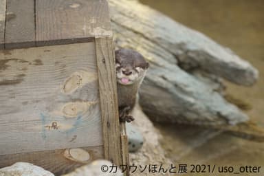 展示作品7