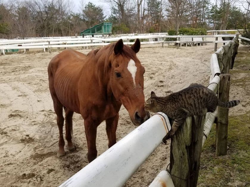 殺処分される馬の命を救い最後までみとる場の継続を！
引退馬と仲間の動物たちが暮らす養老牧場「松原ステーブルス」が
クラウドファンディングに5/14まで挑戦中！