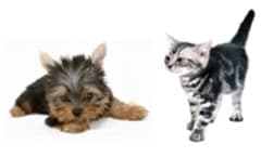 子犬と子猫が大集合