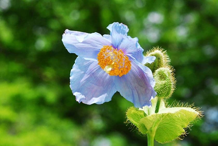 【六甲高山植物園】秘境に咲く神秘の花
「ヒマラヤの青いケシ」が見頃を迎えました！