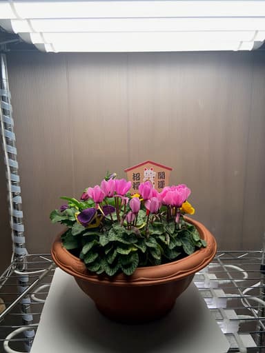 花