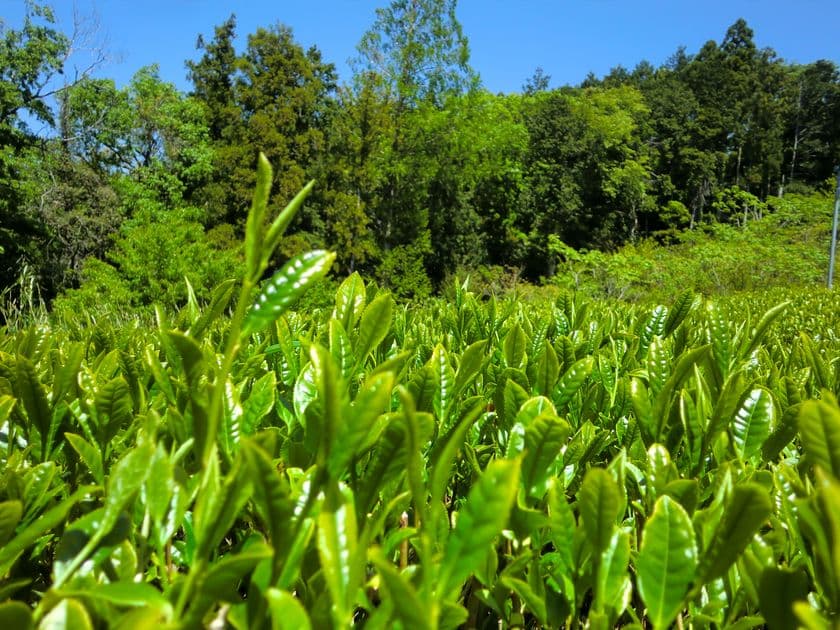 まろみ煎茶のクラウドファンディングを開始　
世界農業遺産の茶園の有機栽培茶
