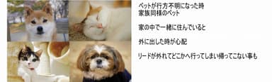 ペットが行方不明になったとき