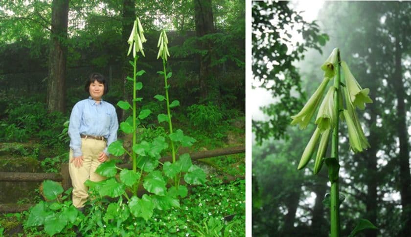 【六甲高山植物園】2年連続！
巨大なヒマラヤウバユリまもなく開花！
