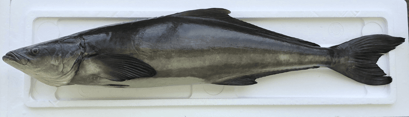 「SDGs」人工孵化による持続的で安定生産が可能な夢の魚　
沖縄の未来を創る「沖縄県産　琉球すぎ」を
2021年夏、株式会社太新が全国へ販売開始いたします