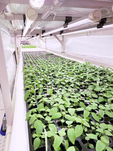 植物工場内