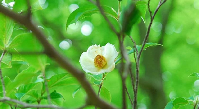 【六甲高山植物園】儚く美しい純白の花
沙羅の樹こと「ナツツバキ」が見頃です！