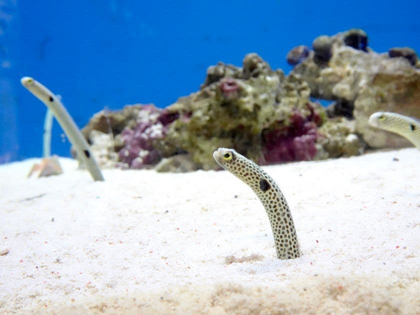 あべのハルカス近鉄本店に水族館が初登場！
7月14日から「世界の淡水・海水魚展」を初開催します。
