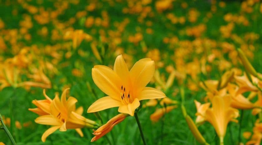 【六甲高山植物園】一面に広がる黄色の花畑
約2,000株の「ニッコウキスゲ」が見頃です！