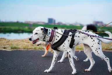 犬の散歩1