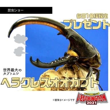 ヘラクレスオオカブトプレゼント
