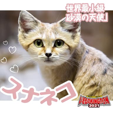 スナネコ