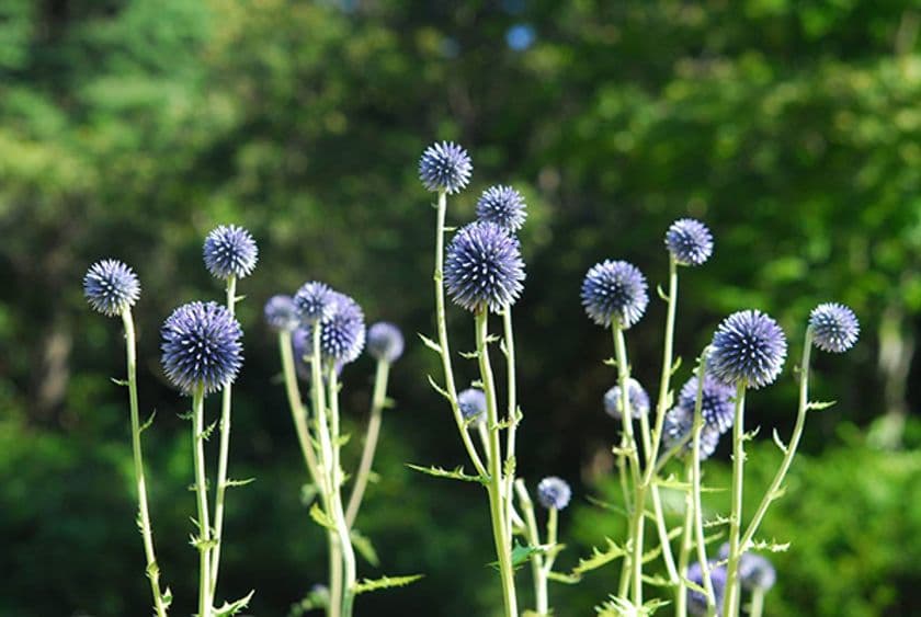 六甲高山植物園 絶滅が危惧される貴重な花
「ヒゴタイ」8月下旬まで見頃です！