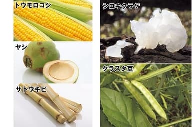 植物由来成分