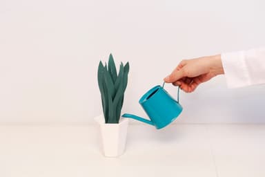 ミスティプランツ サンスベリア 水入れ