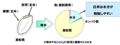 白米の一般的な成分構成
