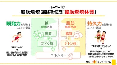キーワードは、脂肪燃焼回路を使う「脂肪燃焼体質」