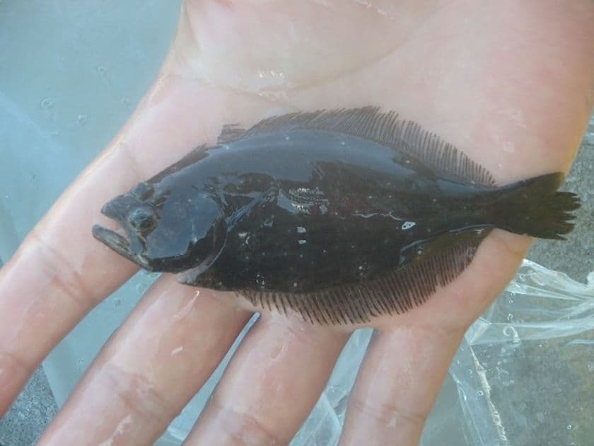 宮城県水産振興協会が次世代へ豊かな海を引き継ぐための
稚魚放流事業のクラウドファンディングを12月3日まで受付