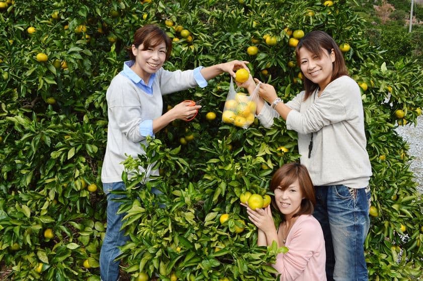 1日50組のご来園も！浜名湖みかん狩り　好評開園中！
12月6日まで開園