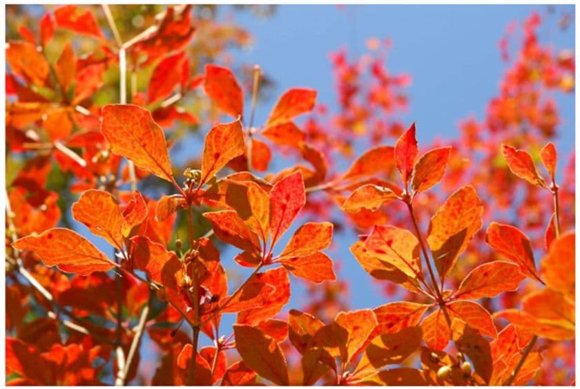 六甲高山植物園 一足早く「紅葉」が見頃！
ライトアップイベント「夜の紅葉散策」も開催中