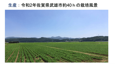 佐大HO1号栽培風景