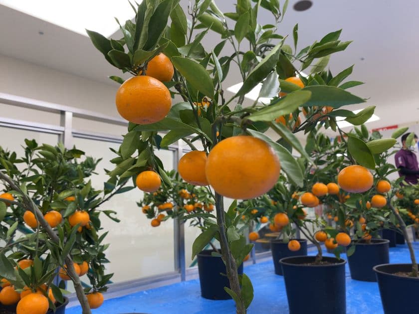 「出張フルーツ狩り」サービスが本格始動！
農林業と食をトータルプロデュースするJAFRECが展開
