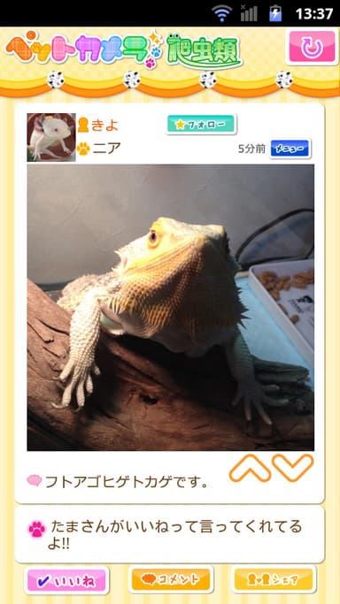 ペットカメラ 爬虫類