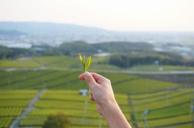 八女茶の茶葉