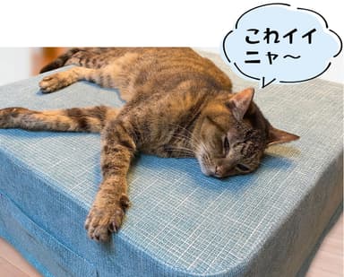 ペットも大喜び