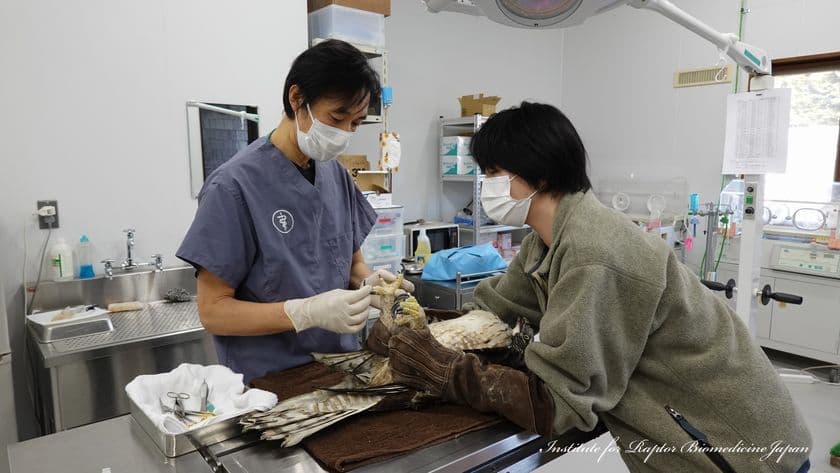 傷付いた希少猛禽類の救命率向上や野生に帰れない猛禽の
継続飼育を目指すクラウドファンディングをREADYFORにて実施