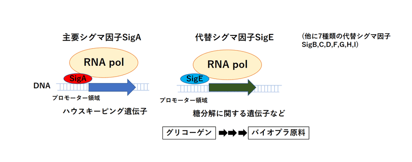 〜ラン藻の転写調節を担うシグマ因子とプロモータの関係の解明〜
ラン藻の糖分解とバイオプラスチック生産に関与する
シグマ因子のゲノム上の結合箇所を特定