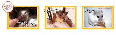 手から与えやすいサイズ感