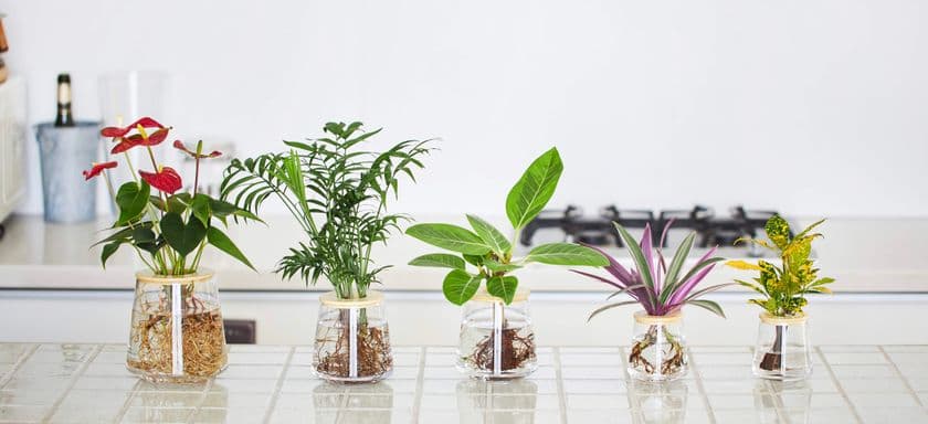 植物ブランド「WOOTANG」、
コロナ禍で“癒し”を求める人が急増し
『土を使わず水だけで育てる観葉植物』の売上が昨年比315％増