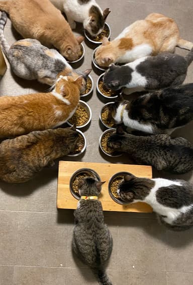 にゃんず達