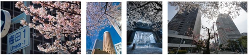 大阪ダイヤモンド地区 さくらフォトコンテスト2022
～梅田の春を写真に残そう～
3月19日(土)～4月13日(水)開催