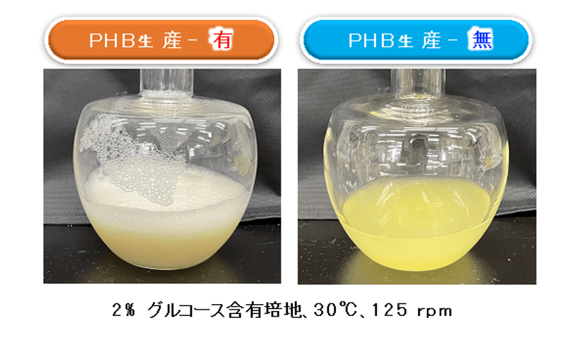 瓢箪から駒！生分解性プラスチックの微生物合成の過程で
「膜小胞の分泌生産」を世界に先駆けて発見