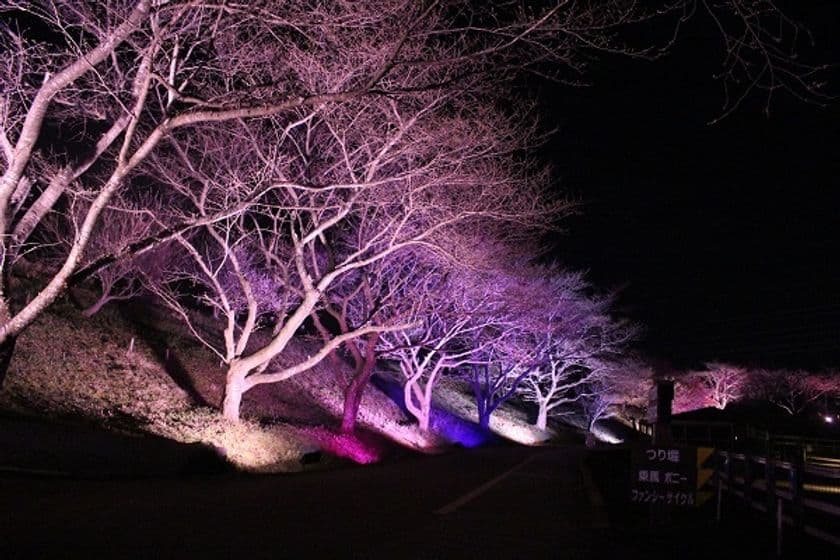 千葉県「成田ゆめ牧場」で4月1日・2日・3日に
夜桜ライトアップイベント開催