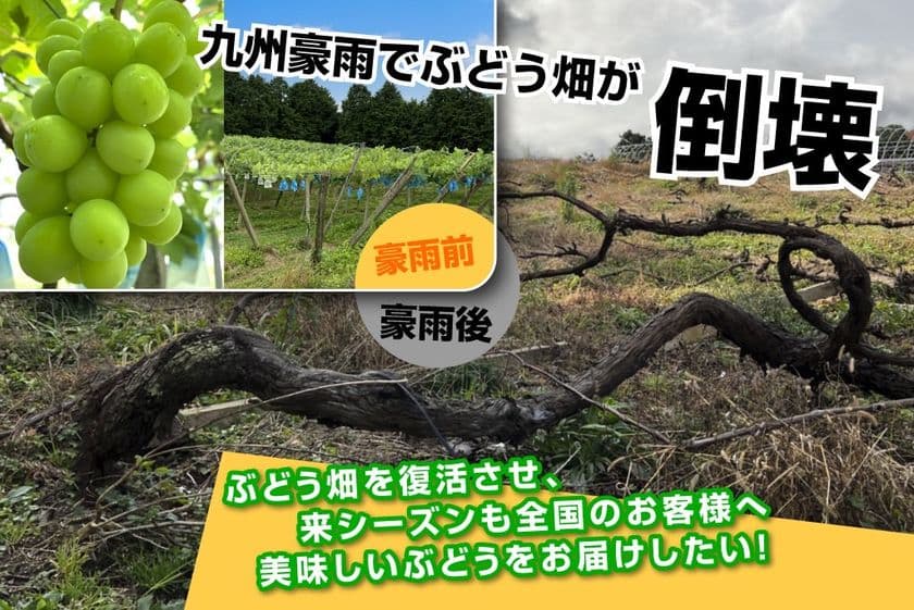 「遠藤ぶどう園」が九州豪雨からの復旧を目指し、
4月24日までクラウドファンディングを実施！
復活したシャインマスカットやピオーネをリターンでお届け！