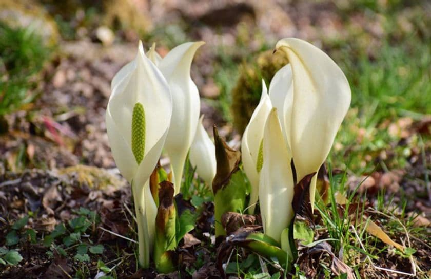 六甲高山植物園～春を告げる純白の花～
「ミズバショウ」の群落が見頃です！